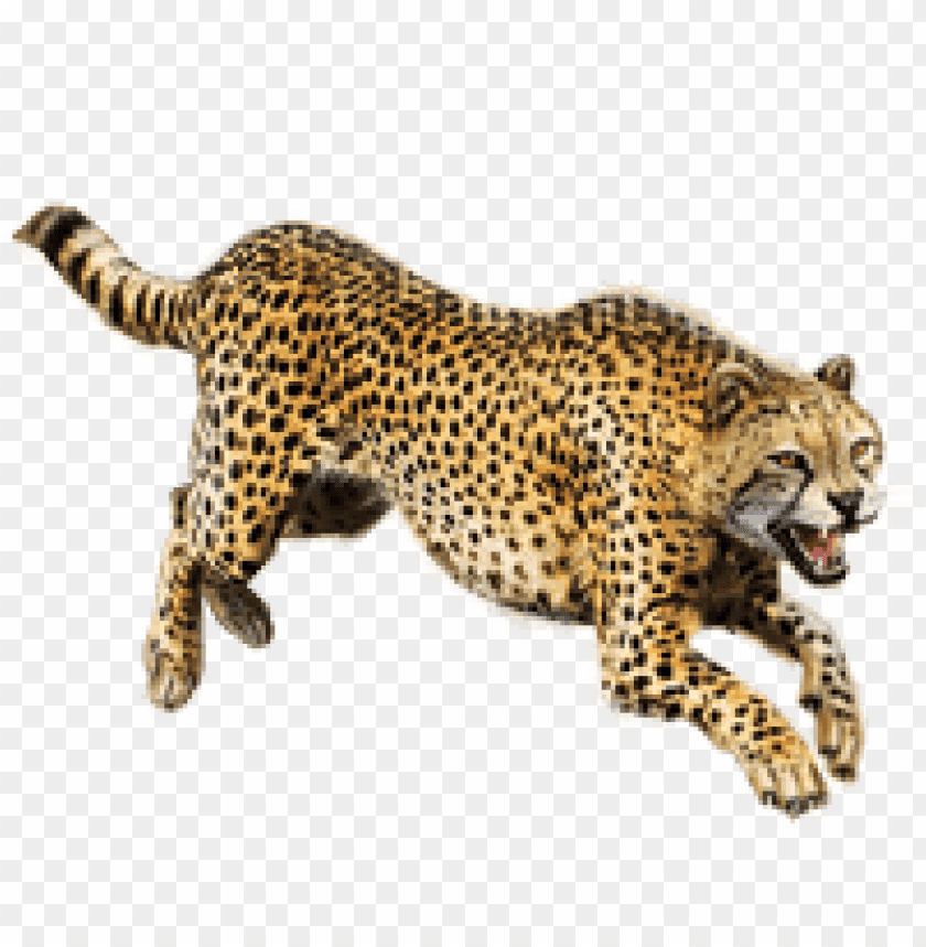 Detail Cheetah No Background Nomer 37