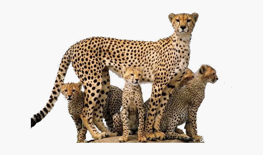 Detail Cheetah No Background Nomer 40