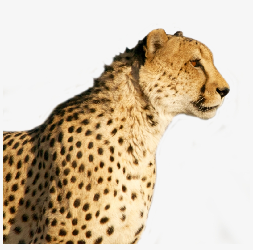 Detail Cheetah No Background Nomer 41