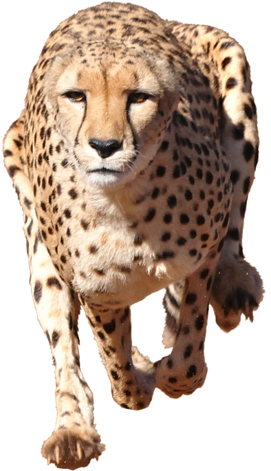 Detail Cheetah No Background Nomer 42