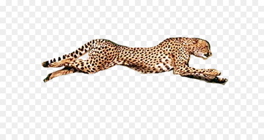 Detail Cheetah No Background Nomer 43