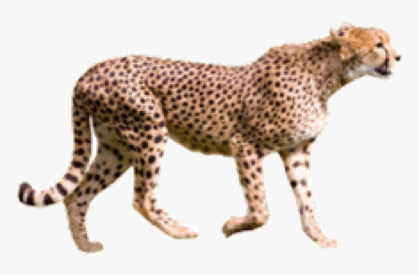 Detail Cheetah No Background Nomer 44
