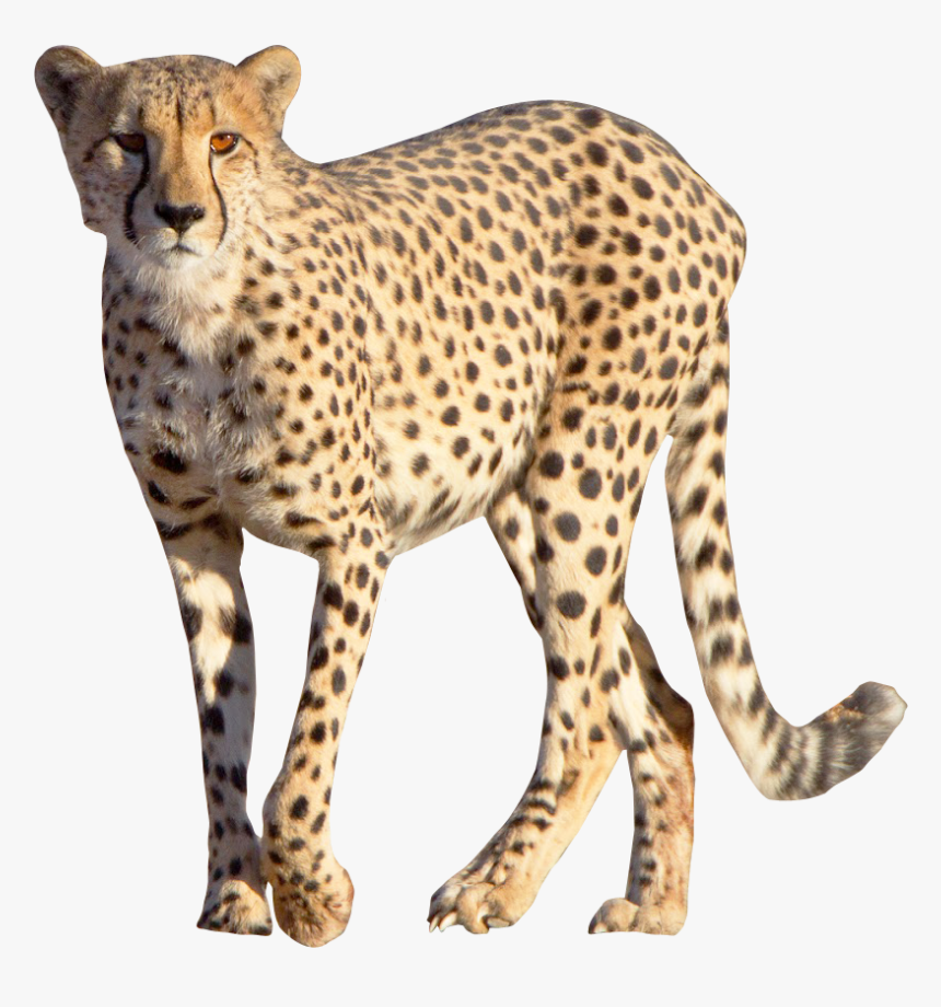 Detail Cheetah No Background Nomer 4