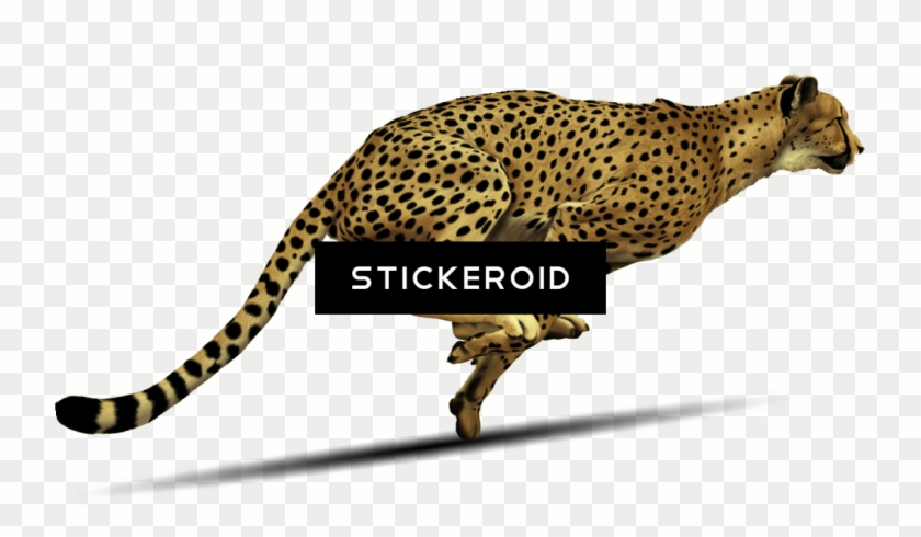 Detail Cheetah No Background Nomer 49