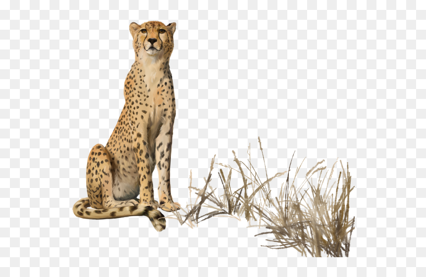 Detail Cheetah No Background Nomer 52