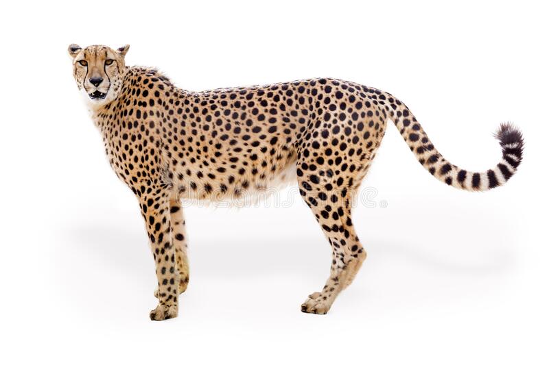 Detail Cheetah No Background Nomer 53