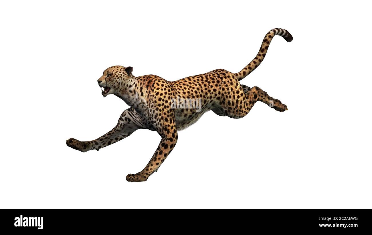 Detail Cheetah No Background Nomer 54