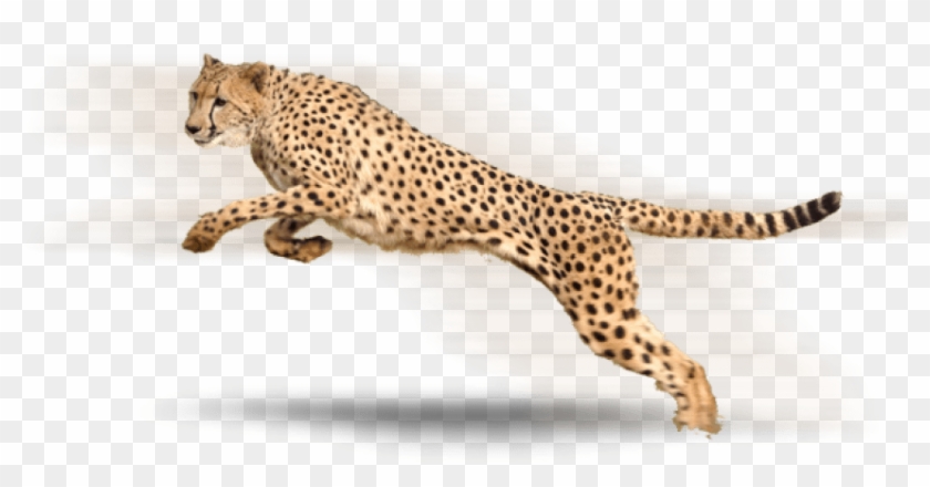 Detail Cheetah No Background Nomer 5