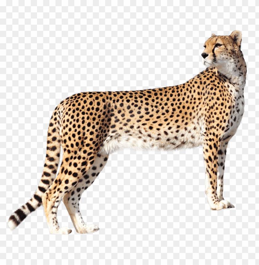 Detail Cheetah No Background Nomer 8