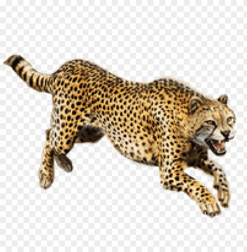 Detail Cheetah Png Nomer 4