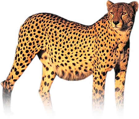 Detail Cheetah Png Nomer 32