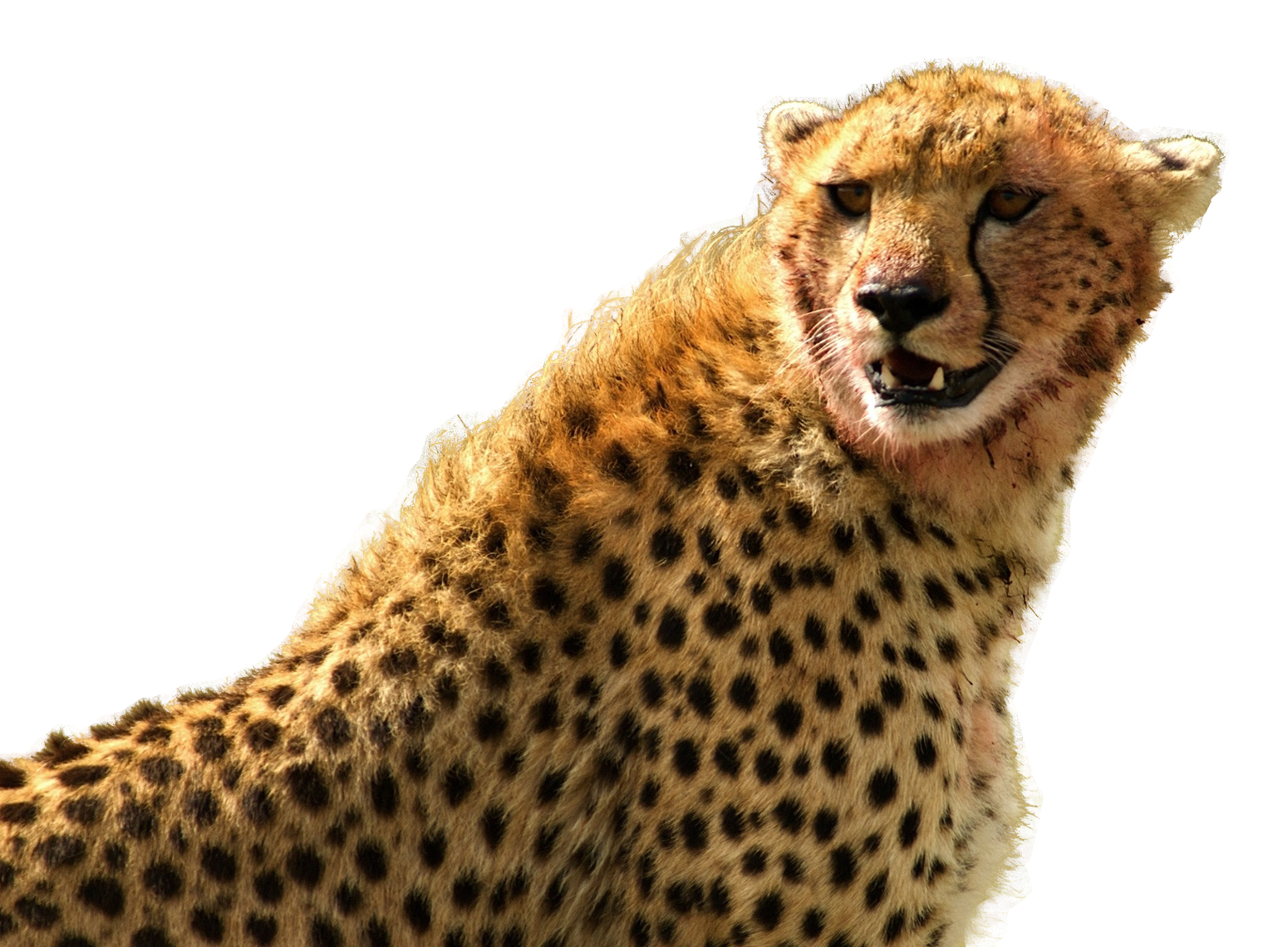 Detail Cheetah Png Nomer 43