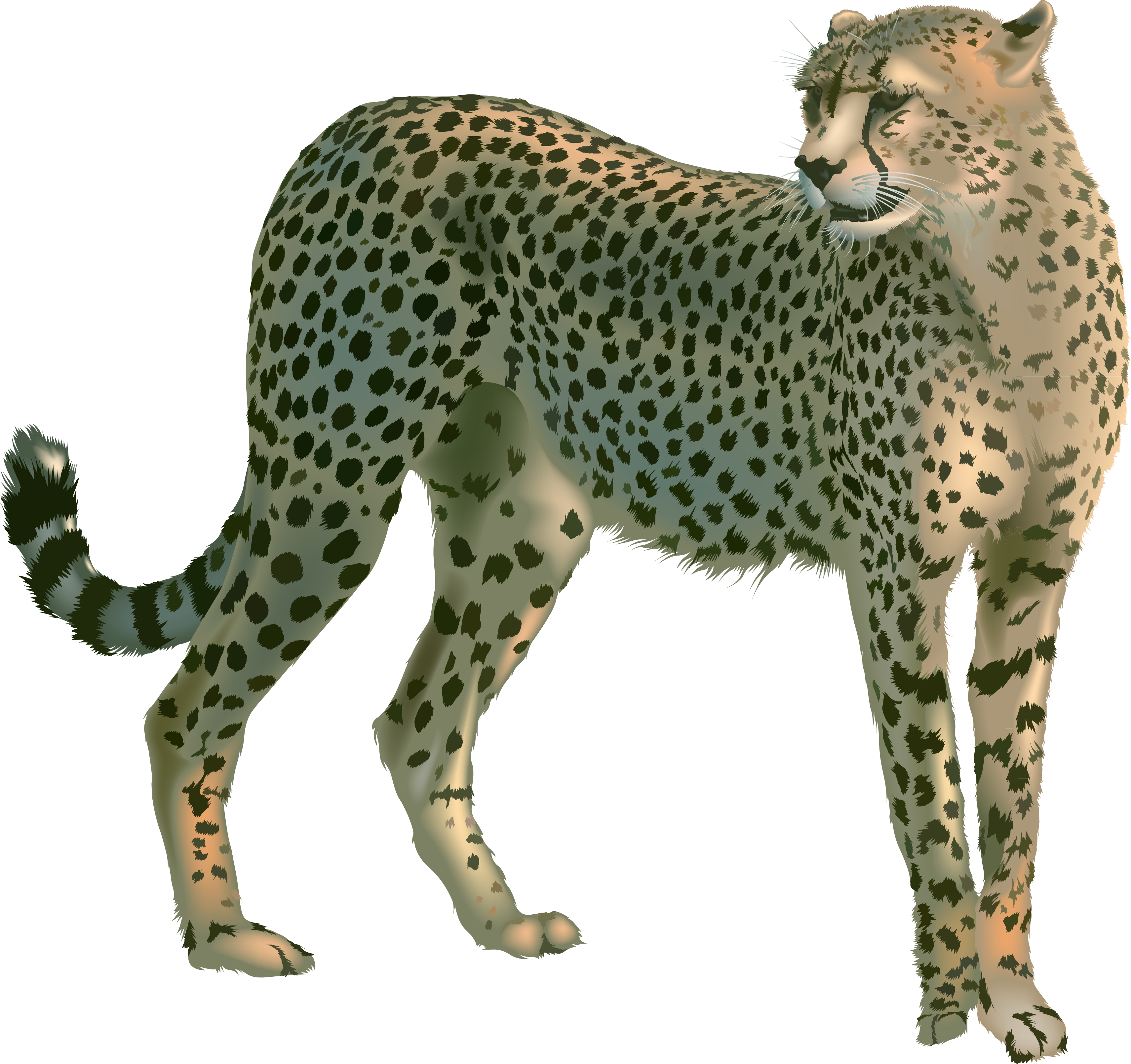 Detail Cheetah Png Nomer 44