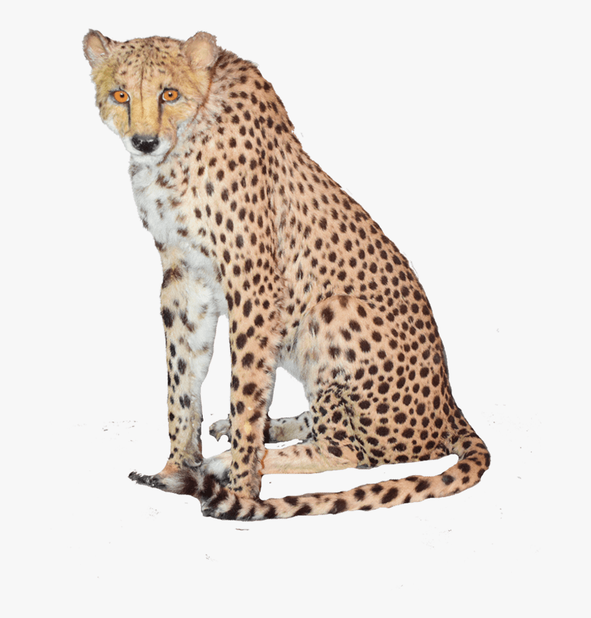 Detail Cheetah Png Nomer 46