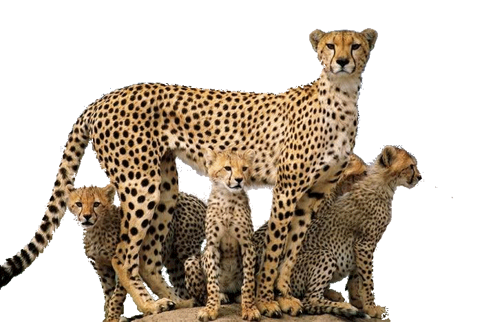 Detail Cheetah Png Nomer 50