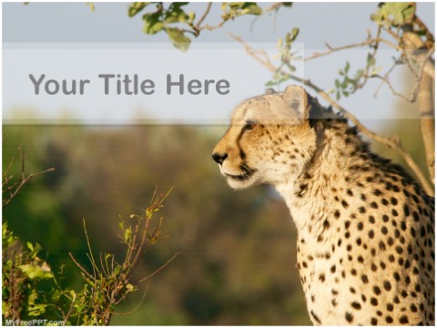 Cheetah Powerpoint - KibrisPDR