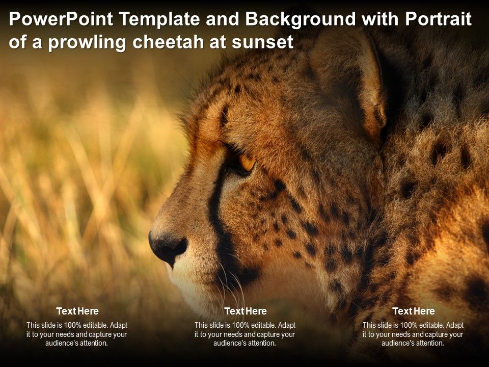 Detail Cheetah Powerpoint Nomer 12