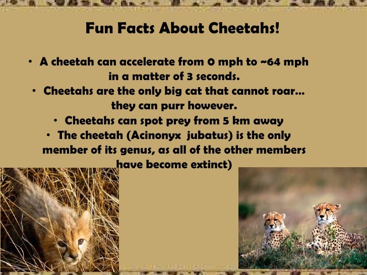 Detail Cheetah Powerpoint Nomer 13