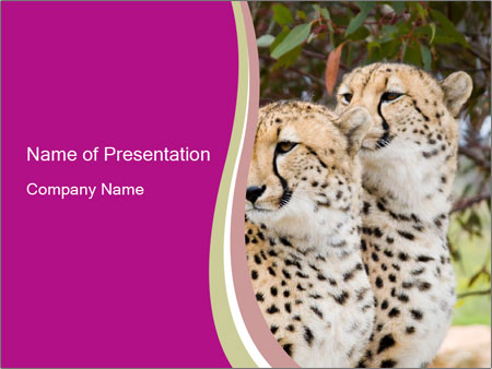Detail Cheetah Powerpoint Nomer 14