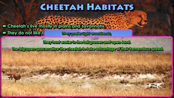 Detail Cheetah Powerpoint Nomer 15