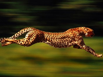 Detail Cheetah Powerpoint Nomer 16