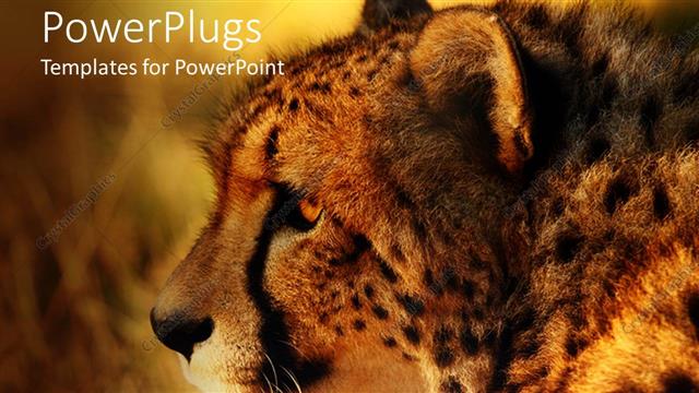 Detail Cheetah Powerpoint Nomer 17