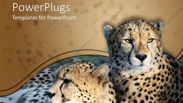 Detail Cheetah Powerpoint Nomer 18