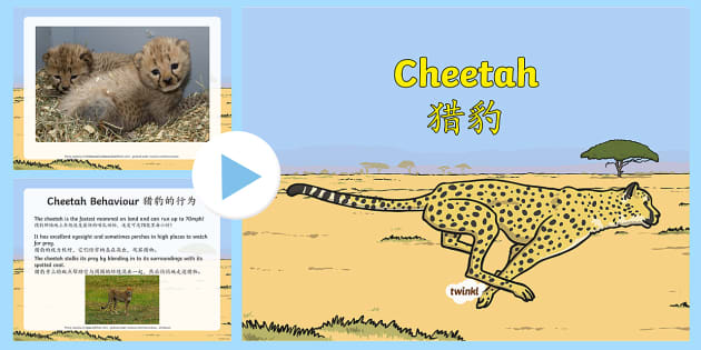 Detail Cheetah Powerpoint Nomer 19