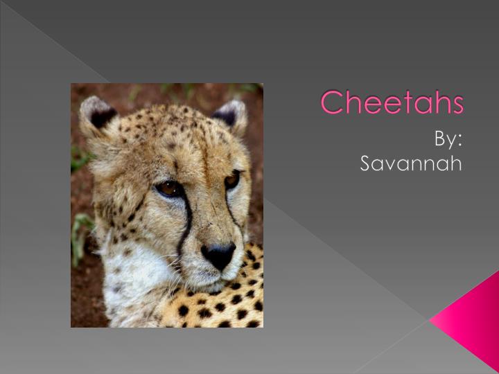 Detail Cheetah Powerpoint Nomer 20