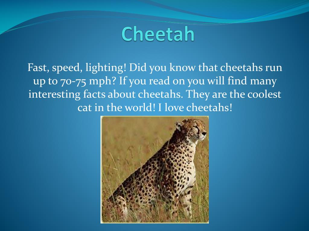 Detail Cheetah Powerpoint Nomer 3
