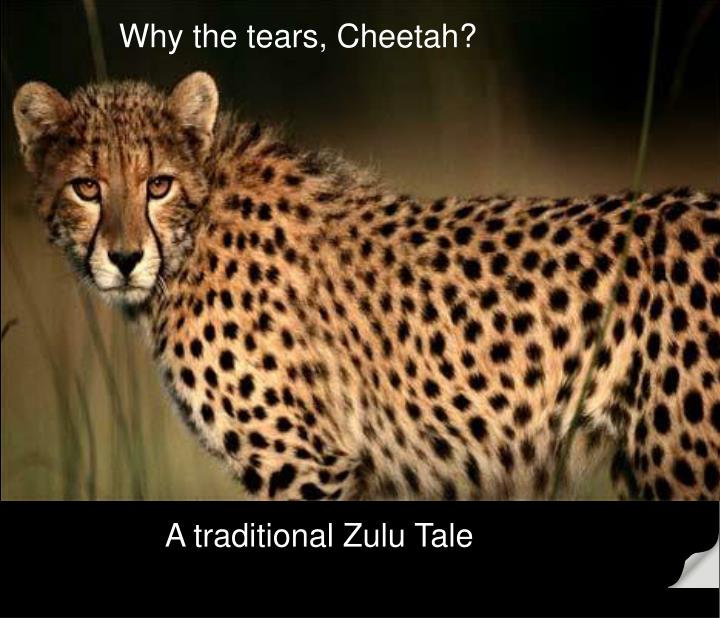 Detail Cheetah Powerpoint Nomer 21