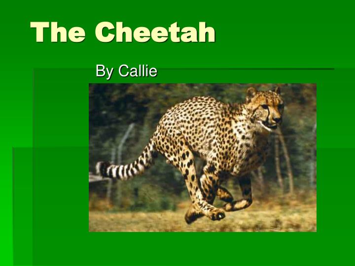 Detail Cheetah Powerpoint Nomer 22