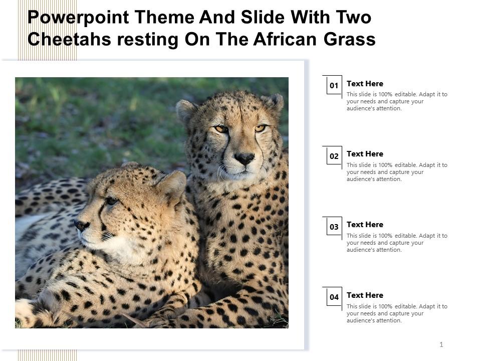 Detail Cheetah Powerpoint Nomer 24