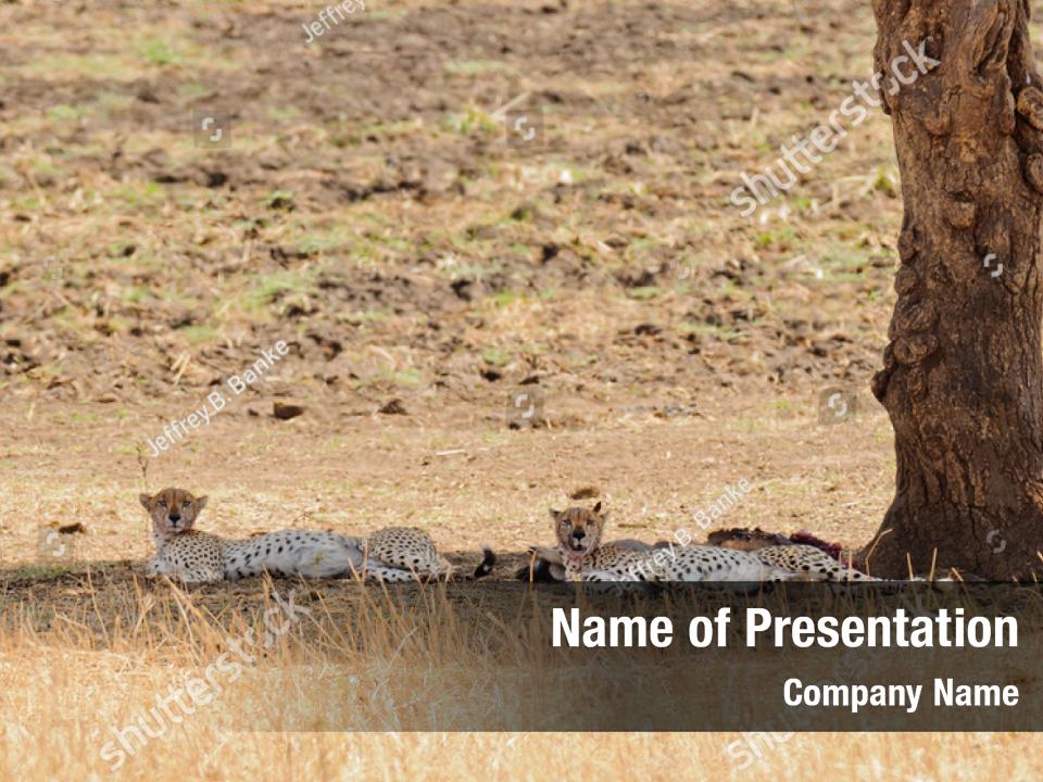 Detail Cheetah Powerpoint Nomer 29