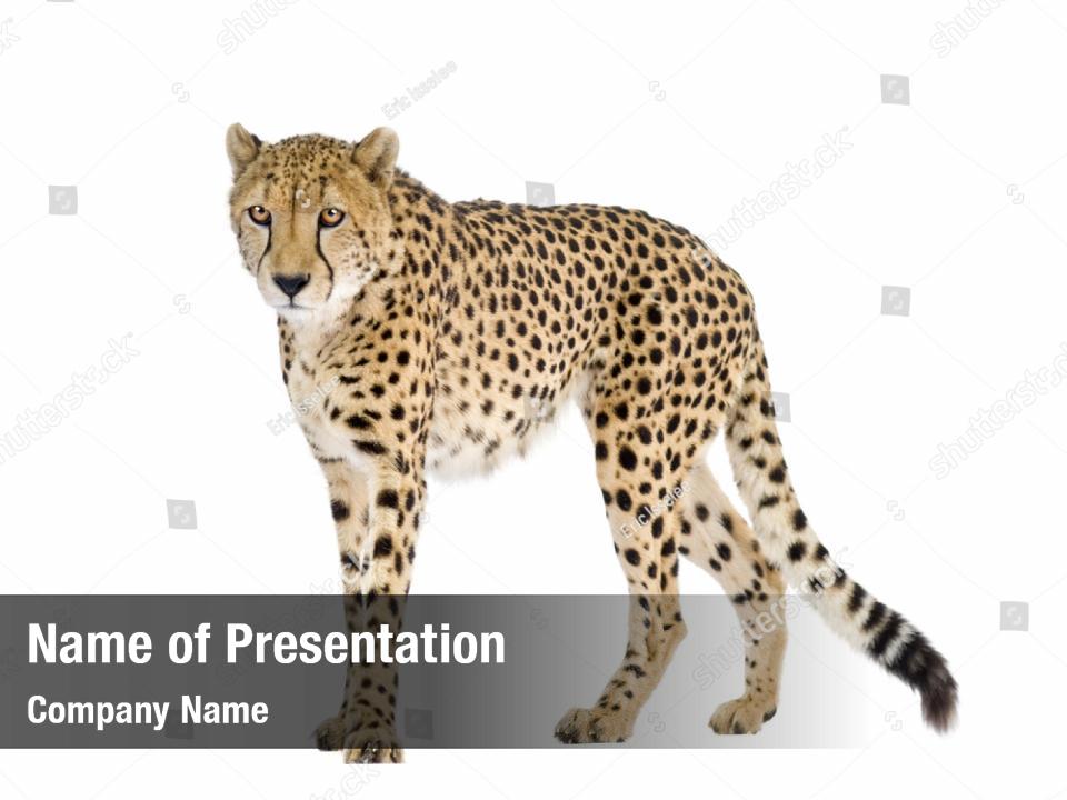 Detail Cheetah Powerpoint Nomer 30