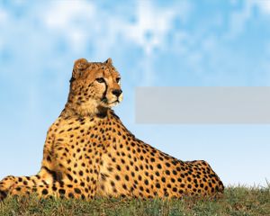 Detail Cheetah Powerpoint Nomer 32
