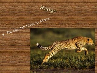Detail Cheetah Powerpoint Nomer 33