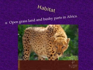 Detail Cheetah Powerpoint Nomer 35