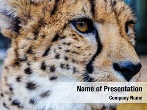 Detail Cheetah Powerpoint Nomer 36