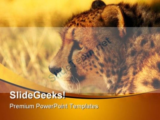 Detail Cheetah Powerpoint Nomer 37