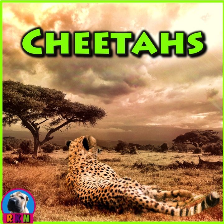 Detail Cheetah Powerpoint Nomer 38