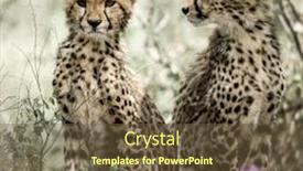 Detail Cheetah Powerpoint Nomer 39