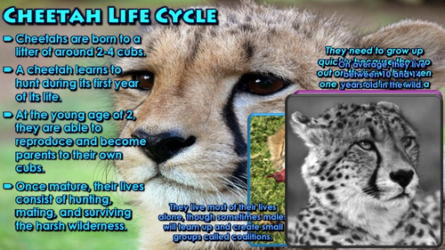 Detail Cheetah Powerpoint Nomer 40