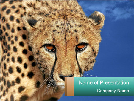Detail Cheetah Powerpoint Nomer 5