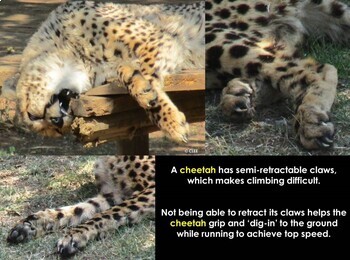 Detail Cheetah Powerpoint Nomer 41