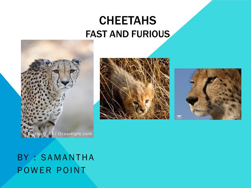 Detail Cheetah Powerpoint Nomer 42
