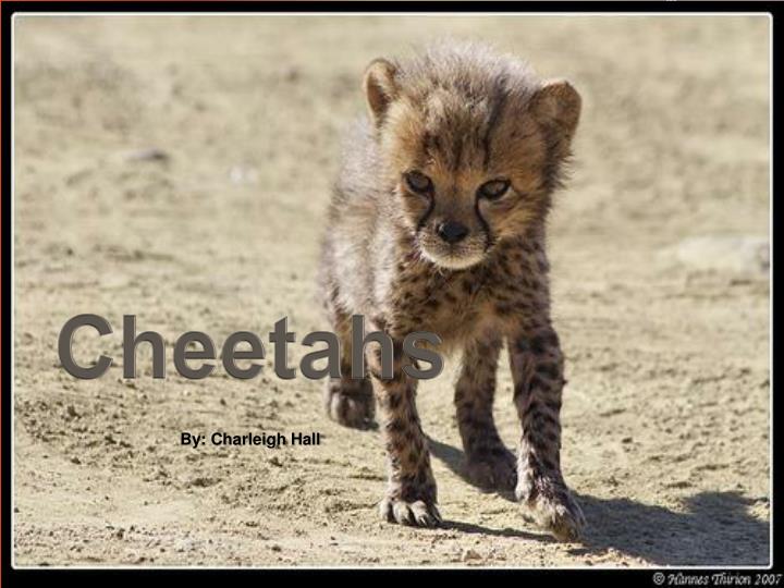 Detail Cheetah Powerpoint Nomer 44