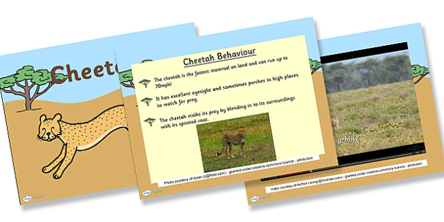 Detail Cheetah Powerpoint Nomer 45