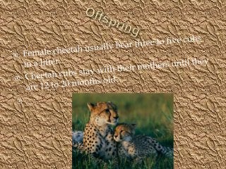 Detail Cheetah Powerpoint Nomer 46
