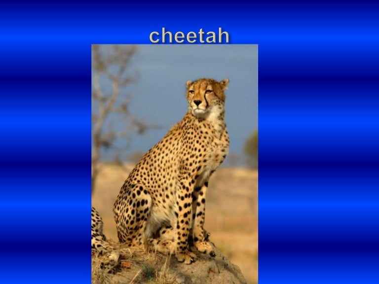 Detail Cheetah Powerpoint Nomer 6